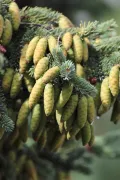 Шишки ели сизой (Picea glauca)