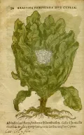 Капуста цветная (Brassica oleracea var. botrytis). Ботаническая иллюстрация