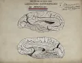 Леонс-Пьер Мануврие. Рисунок среза головного мозга