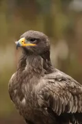 Степной орёл (Aquila nipalensis) 