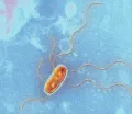 Бактерии. Кишечная палочка (Escherichia coli)