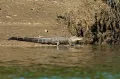 Китайский аллигатор (Alligator sinensis). Общий вид