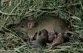 Домовая мышь (Mus musculus). Кормление детёнышей