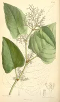 Рейнутрия сахалинская (Polygonum sachalinense). Ботаническая иллюстрация
