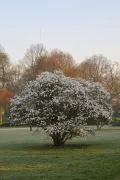 Магнолия звёздчатая (Magnolia stellata)
