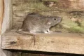 Серая крыса (Rattus norvegicus)