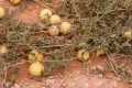 Арбуз колоцинт (Citrullus colocynthis) в пустыне