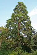 Секвойядендрон. Секвойядендрон гигантский (Sequoidendron giganteum).
