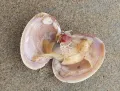 Краб-горошинка вида Pinnotheres pisum в раковине двустворчатого моллюска