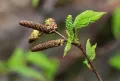 Берёза ребристая (Betula costata). Цветение (мужские и женские соцветия)
