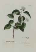 Гортензия древовидная (Hydrangea arborescens). Ботаническая иллюстрация