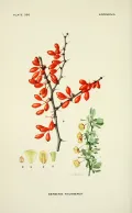 Барбарис Тунберга (Berberis thunbergii). Ботаническая иллюстрация