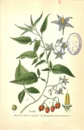 Паслён сладко-горький (Solanum dulcamara). Ботаническая иллюстрация