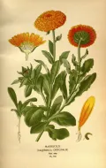 Календула лекарственная (Calendula officinalis). Ботаническая иллюстрация