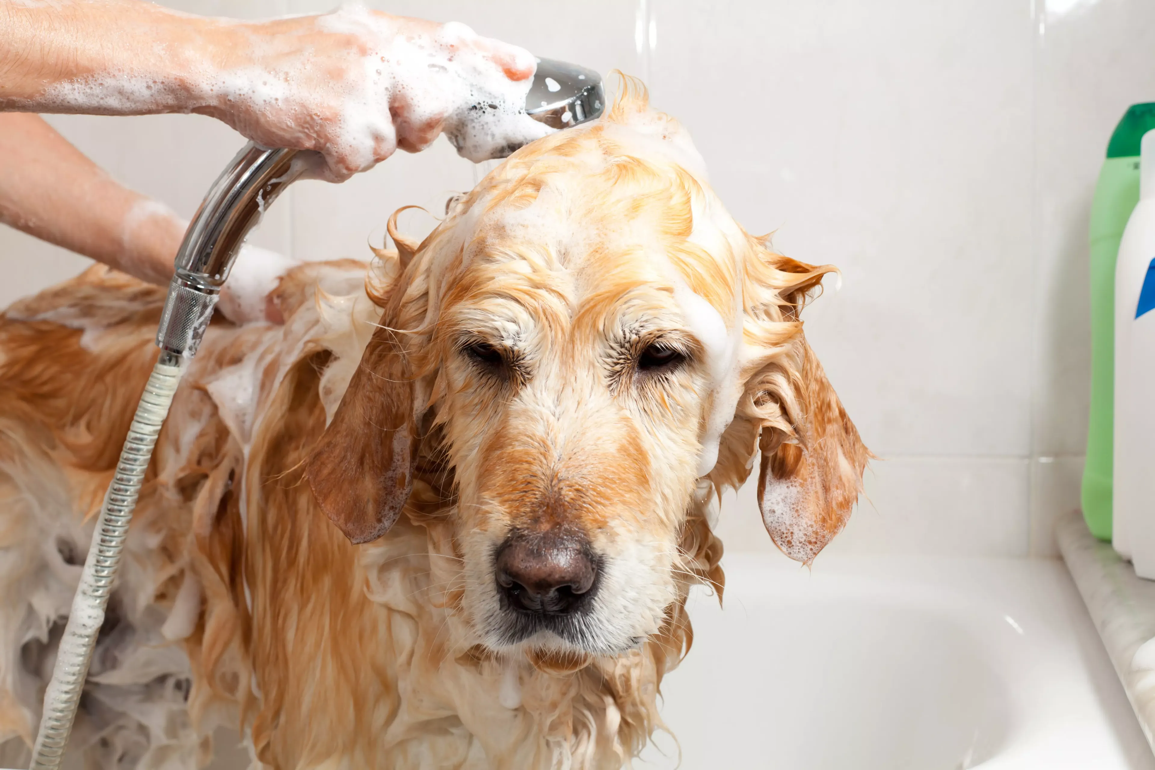 Можно мыть собаку человеческим шампунем. Мытье собаки. Собака моется. Купание собаки. Собаку моют.
