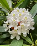 Рододендрон крупнейший (Rhododendron maximum)