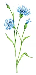 Василёк синий (Centaurea cyanus)