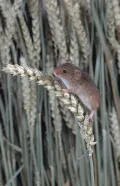 Мышь-малютка (Micromys minutus). Общий вид