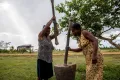 Мискито. Женщины обрабатывают рис