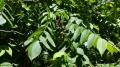 Орех сердцевидный (Juglans ailantifolia var. cordiformis). Плоды
