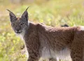 Обыкновенная рысь (Lynx lynx). Швеция