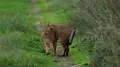 Камышовая кошка (Felis chaus) в движении