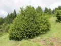 Самшит вечнозелёный (Buxus sempervirens) 
