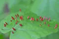 Лист, поражённый галловым клещом вида Aceria anthocoptes