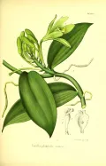 Ваниль плосколистная (Vanilla planifolia). Ботаническая иллюстрация