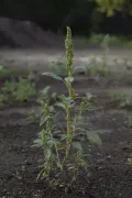 Щирица запрокинутая (Amaranthus retroflexus)