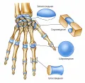 Форма суставов на примере скелета кисти руки