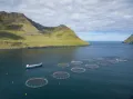 Фарерские Острова. Фермы по выращиванию рыб семейства лососёвых