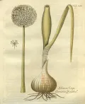 Лук репчатый (Allium cepa). Ботаническая иллюстрация