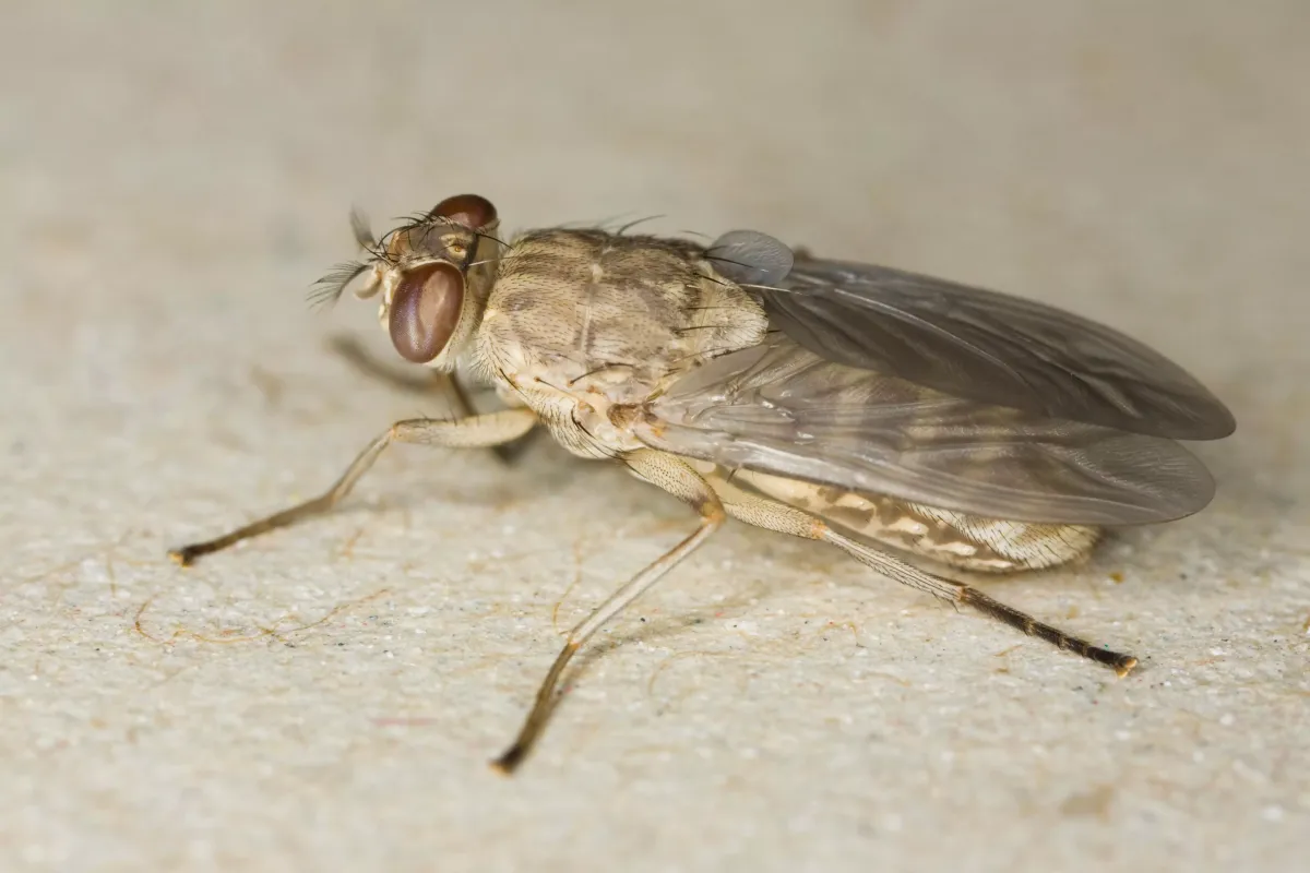 Tsetse fly