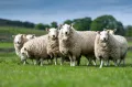 Овцы породы шевиот. Мясо-шёрстное направление продуктивности