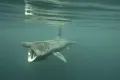 Гигантская акула (Cetorhinus ma­xi­mus)