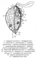 Схема строения Trichomonas foetus