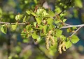 Берёза пушистая (Betula pubescens). Серёжки