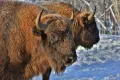 Смоленское Поозерье. Зубры (Bison bonasus) в Зубровом питомнике у озера Ржавец
