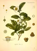 Камелия китайская (Camellia sinensis). Ботаническая иллюстрация