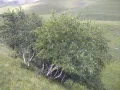 Берёза Радде (Betula raddeana)