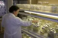 Работа сотрудника лаборатории Светланы Дунаевой с in vitro коллекцией ВИР