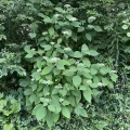 Гортензия древовидная (Hydrangea arborescens)