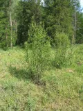 Берёза кустарниковая (Betula fruticosa)