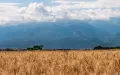 Уборка пшеницы в Казахстане
