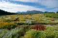 Поликультурный цветник в цветочном парке Кудзю (остров Кюсю, Япония)