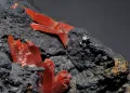 Кристаллы крокоита с гётитом. Рудник Аделаида (штат Тасмания, Австралия)