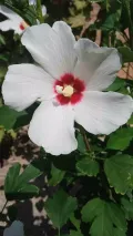 Гибискус сирийский (Hibiscus syriacus)