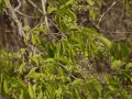 Древогубец метельчатый (Celastrus paniculatus). Цветущая ветвь