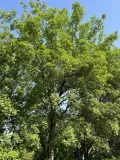 Клён усечённый (Acer truncatum)